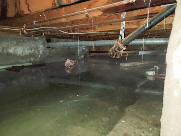 Best Basement water damage restoration  in Serenada, TX