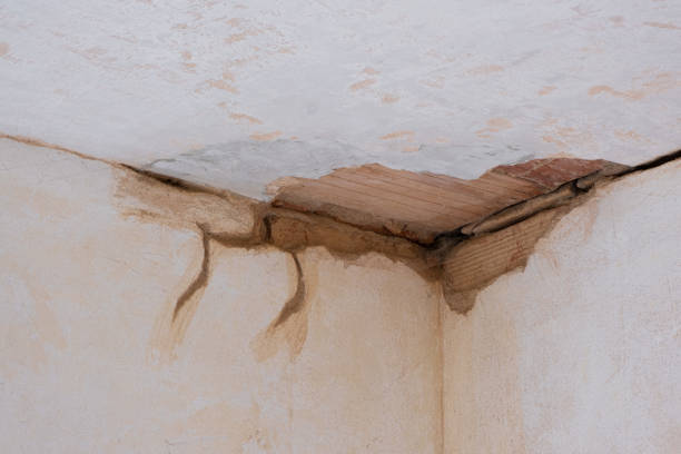 Best Professional water damage repair  in Serenada, TX